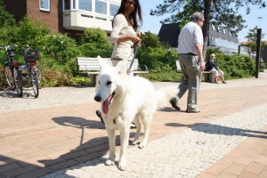 St. Peter-Ording Ferienwohnung Hund : Appartements Wieben Vierbeiner willkommen