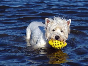 St. Peter-Ording Ferienwohnung Hund : Apaprtements Wieben